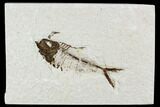 Bargain, Fossil Fish Plate (Diplomystus) - Wyoming #111259-1